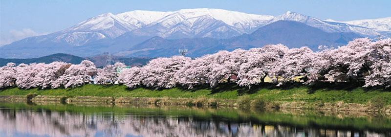 宮城県大河原町 桜 